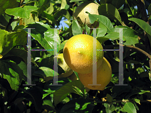 Picture of Citrus limon 'Eureka'