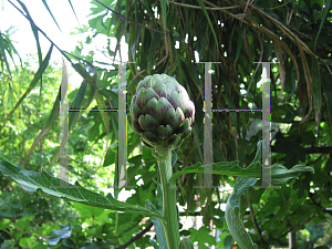 Picture of Cynara scolymus 