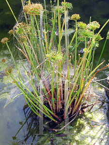 Picture of Cyperus haspan 