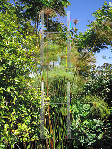 Picture of Cyperus papyrus 