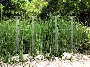 Picture of Equisetum hyemale 