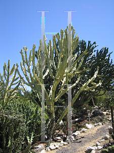 Picture of Euphorbia ingens 