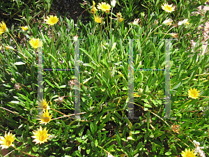 Picture of Gazania rigens 'Trailing Yellow'