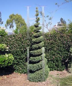Picture of Juniperus chinensis 'Blue Point'