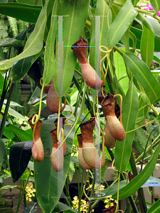Picture of Nepenthes ventricosa 