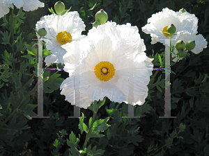 Picture of Romneya coulteri 