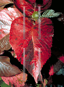 Picture of Acalypha wilkesiana 