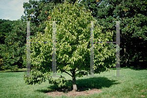 Picture of Magnolia kobus 