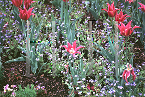Picture of Tulipa x 'Maytime'