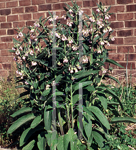Picture of Symphytum officinale 
