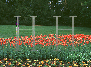 Picture of Tulipa x 'Dillenburg'