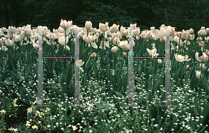 Picture of Tulipa  'White Bouquet'