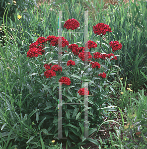 Picture of Dianthus barbatus 