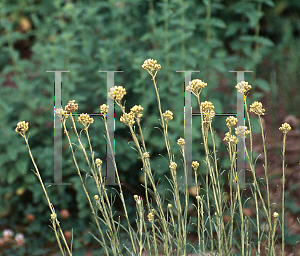 Picture of Helichrysum italicum ssp. serotinum 