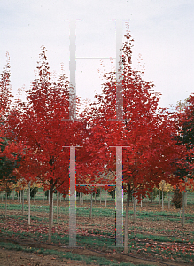 Picture of Acer saccharum 'Bonfire'