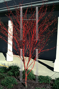 Picture of Acer palmatum 'Sango kaku'
