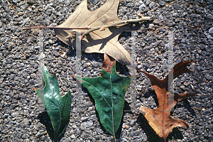 Picture of Quercus falcata 