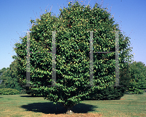 Picture of Fagus engleriana 