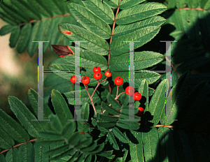 Picture of Sorbus scalaris 