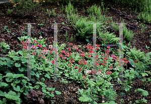 Picture of Primula japonica 