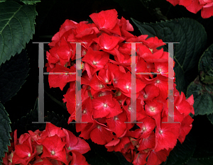 Picture of Hydrangea macrophylla 'Cardinal Red'