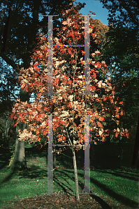 Picture of Sorbus pohuashanensis 