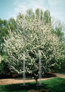 Picture of Malus x 'Winter Gold'