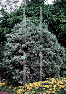 Picture of Juniperus scopulorum 'Hillborne Silver Globe'