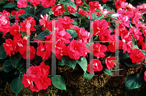 Picture of Impatiens walleriana 'Victorian Rose'