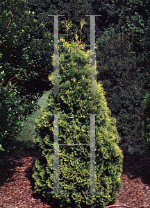 Picture of Platycladus orientalis 'Aurea Nana'