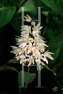 Picture of Deutzia ningpoensis 'Chaunii'