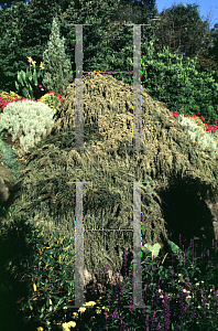 Picture of Cotoneaster horizontalis 'Variegatus'
