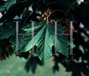 Picture of Acer diabolicum 