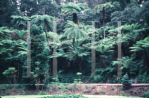 Picture of Cyathea cooperi 