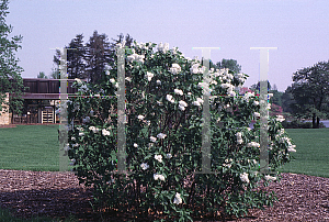 Picture of Syringa vulgaris 'Ellen Willmott'