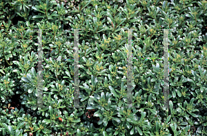 Picture of Sedum kamtschaticum ssp. middendorffianum 