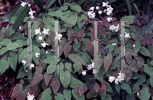 Picture of Epimedium x youngianum 'Niveum'