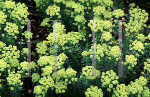 Picture of Euphorbia cyparissias 