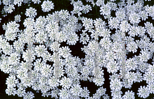 Picture of Iberis sempervirens 'Snowflake'