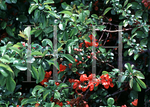 Picture of Chaenomeles japonica 