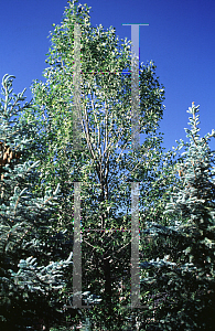 Picture of Populus x acuminata 