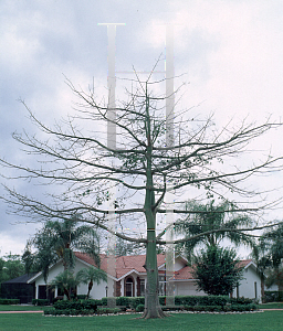 Picture of Ceiba speciosa 