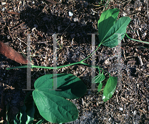 Picture of Bauhinia variegata 