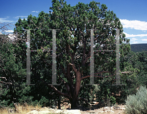 Picture of Juniperus osteosperma 