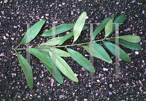 Picture of Quercus laurifolia 