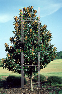 Picture of Magnolia grandiflora 'Saint Mary'