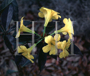 Picture of Rhododendron luteum 