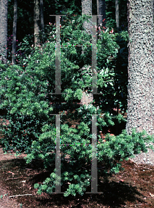 Picture of Podocarpus nubigenus 