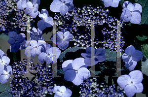 Picture of Hydrangea serrata 'Blue Billow'