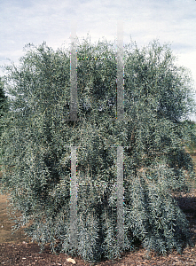 Picture of Acacia pendula 